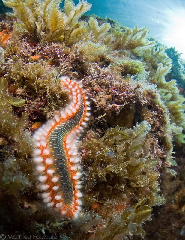 Bearded Fireworm by Mathieu Foulquié 
