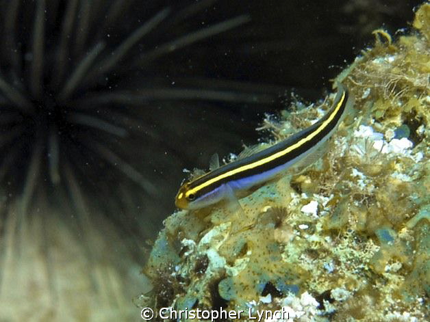 sea urchin w/ a neon gobi in the fore ground by Christopher Lynch 