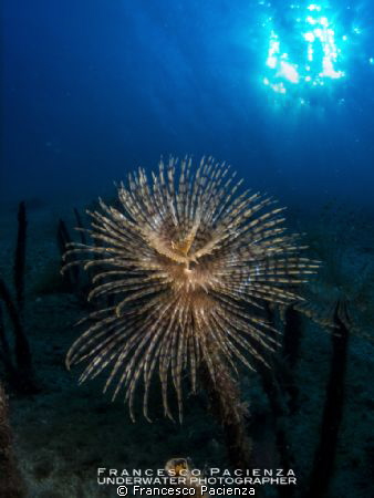 Under the light.
Photo taken with Fish-eye and snoot on ... by Francesco Pacienza 