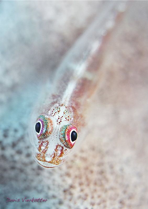 two eyes two colors by Doris Vierkoetter 