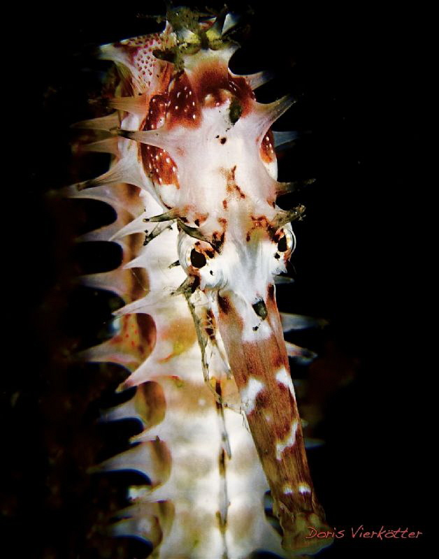 Seahorse with skeletonshrimp by Doris Vierkoetter 