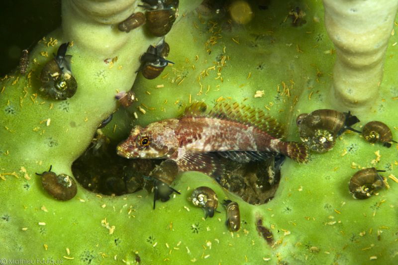 Baikal underwater winter life by Mathieu Foulquié 