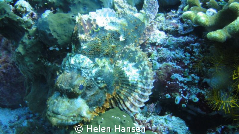stonefish by Helen Hansen 