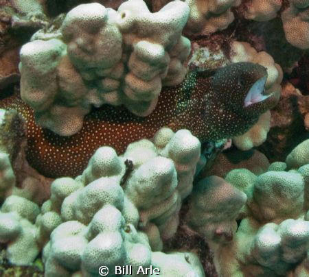White mouth moray eel. Big Island, Hawaii. by Bill Arle 