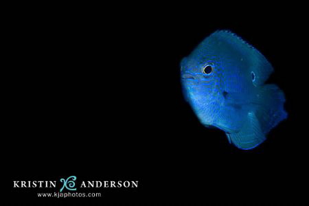 Damsel on velvet by Kristin Anderson 
