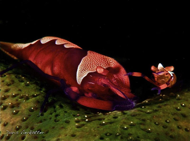 Why do you pinch me in my nose? by Doris Vierkoetter 