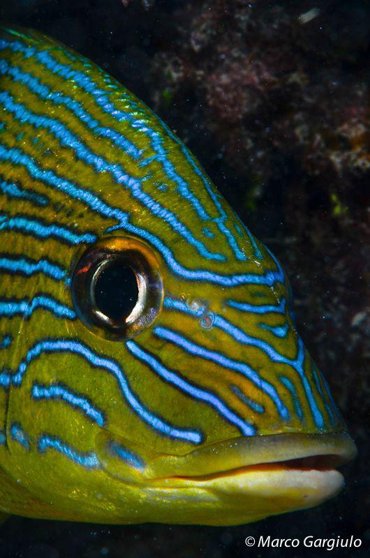 Snapper by Marco Gargiulo 