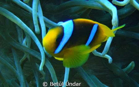 clownfish @ Jackfish Alley

Sony TX10 by Betül Ündar 