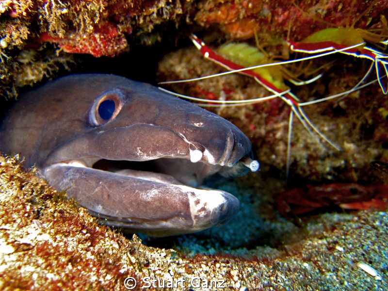 Conger eel and friends. by Stuart Ganz 