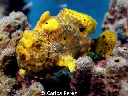 Colorful!! Froggie by Carlos Pérez 
