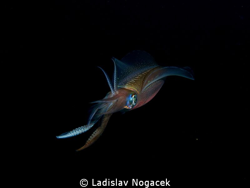 sqeed at night by Ladislav Nogacek 