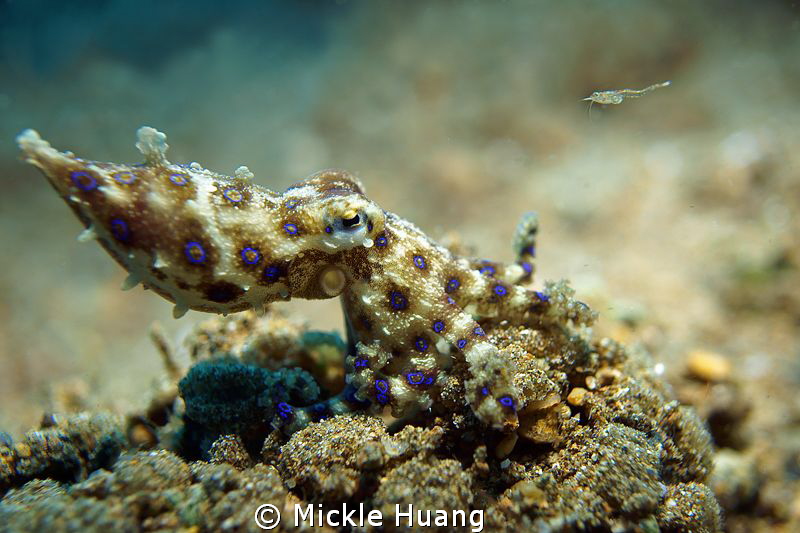 Although i am tiny, i still like to be involved.
Blue-ri... by Mickle Huang 