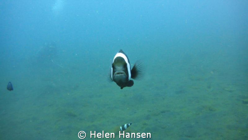 muck diving In Lembeh , nemo ready for attack by Helen Hansen 