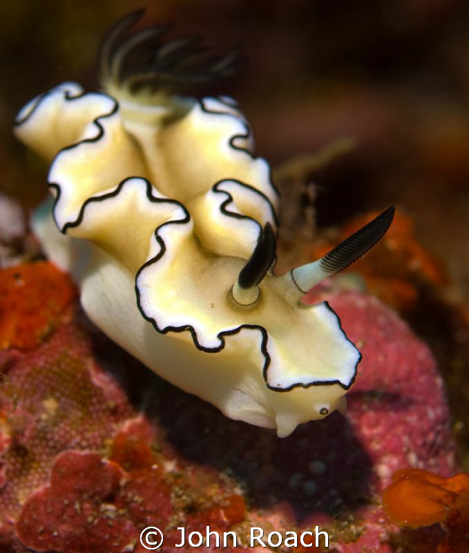 Nudi on a walk about. Horseshoe Bay Rinca /Komodo by John Roach 