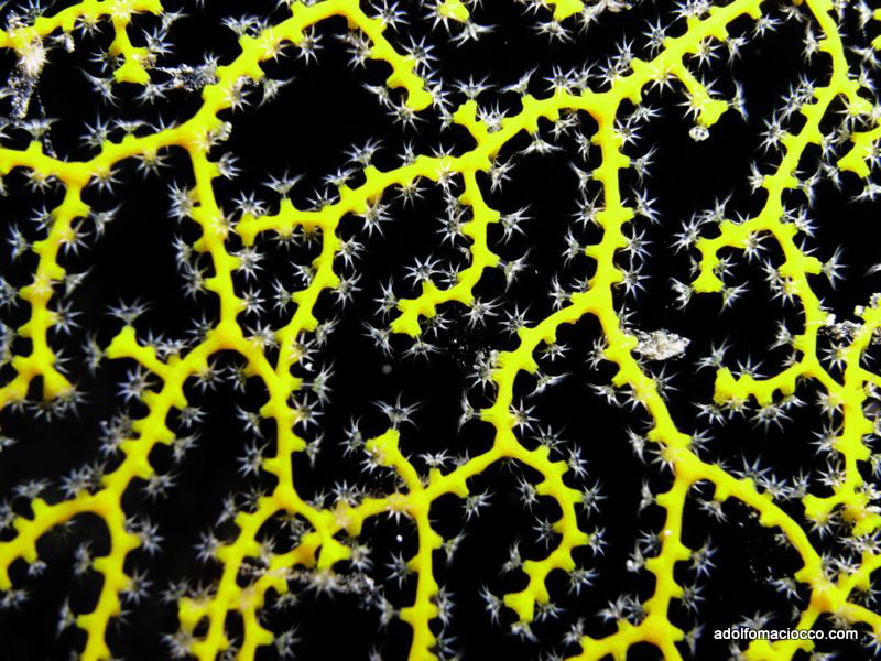 Seafan polyps by Adolfo Maciocco 