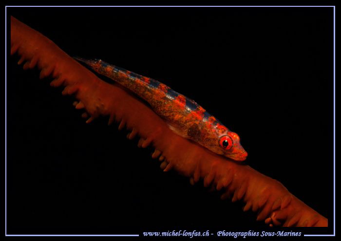 Little Goby... :O)... by Michel Lonfat 