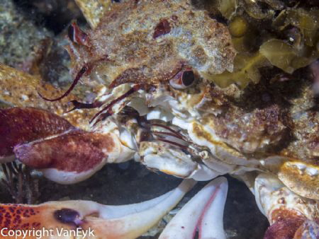 Freshly "moulted" spidercrab with clear colours among a m... by Bill Van Eyk 