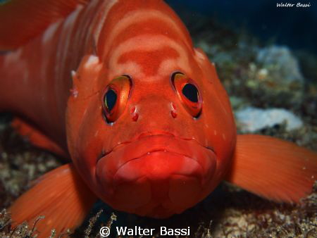 Olympus epl-1,flash sea&Sea ys110 alpha,subsee+5 by Walter Bassi 