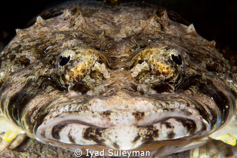 Crocodilefish by Iyad Suleyman 