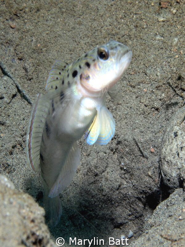 Shrimp Goby by Marylin Batt 
