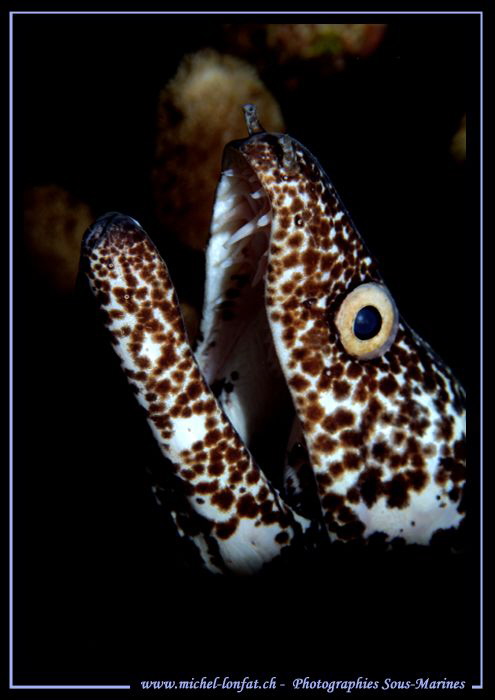 Diving Bonaire... :O)--- by Michel Lonfat 
