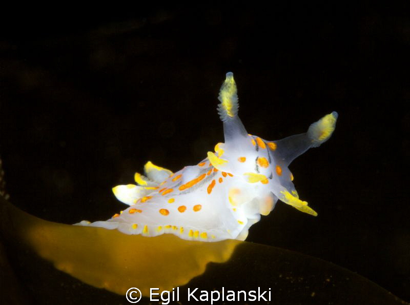 Polycera qudrilineata, night dive by Egil Kaplanski 