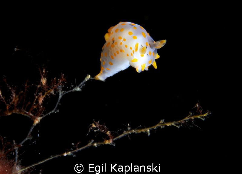 Polycera quadrilineata, god balance by Egil Kaplanski 