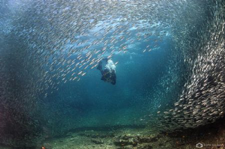 Sardine Madness by Nadya Kulagina 