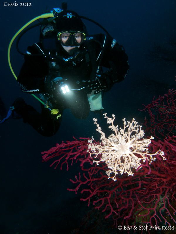 Astropartus mediterranea. by Stéphane Primatesta 