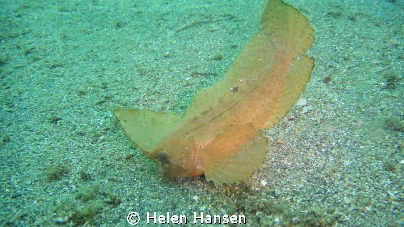 leave fish , muck diving by Helen Hansen 
