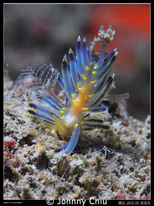 Never seen this nudi 、 Northeast Coast Taiwan by Johnny Chiu 