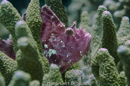 Leaf Scorpionfish

Labyrinth again?
 Bunaken, Sulawesi... by Hans-Gert Broeder 