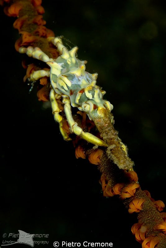 Xeno Crab by Pietro Cremone 