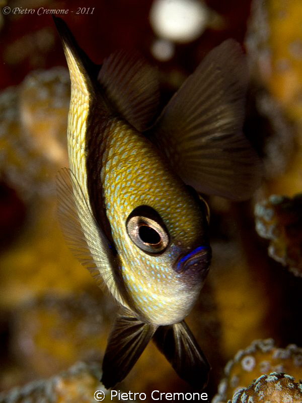 Damselfish by Pietro Cremone 