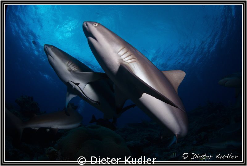 Synchronised Swimming Competition, Yap Island, Micronesia by Dieter Kudler 