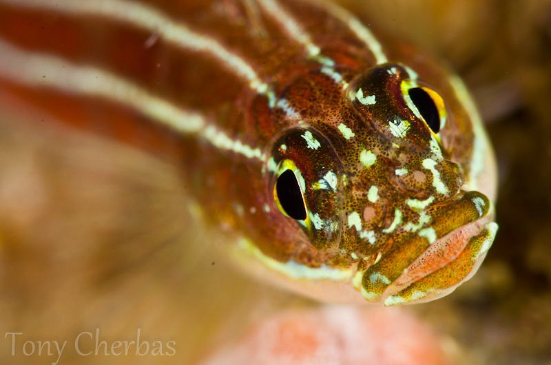Triplefin: No Crop by Tony Cherbas 