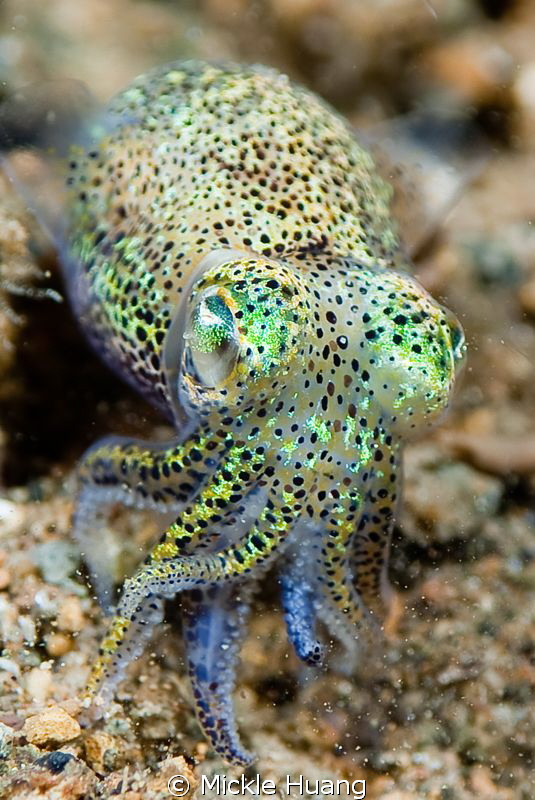Bobtail squid
Aniloa, the Philippines by Mickle Huang 