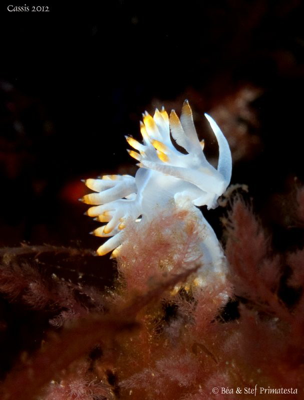 Flabellina babai. by Stéphane Primatesta 