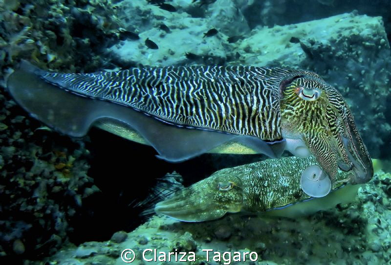 courtship in progress by Clariza Tagaro 
