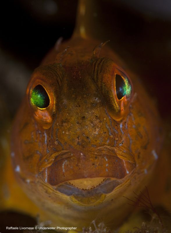 Parablennius phillicornys, by Raffaele Livornese 