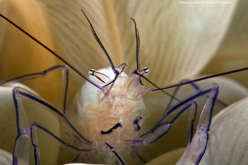 bubble coral cleaner shrimp by Raffaele Livornese 