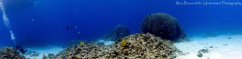 Panorama shot of the "Fiddle Garden" in Sharm El Sheikh/E... by Rico Besserdich 