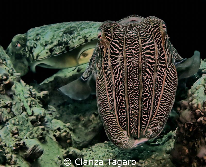 1st by Clariza Tagaro 