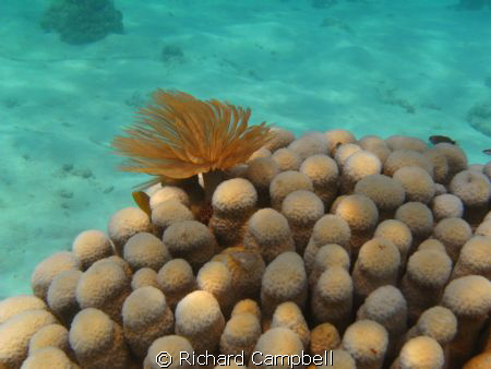 sealife dc 1000,, by Richard Campbell 
