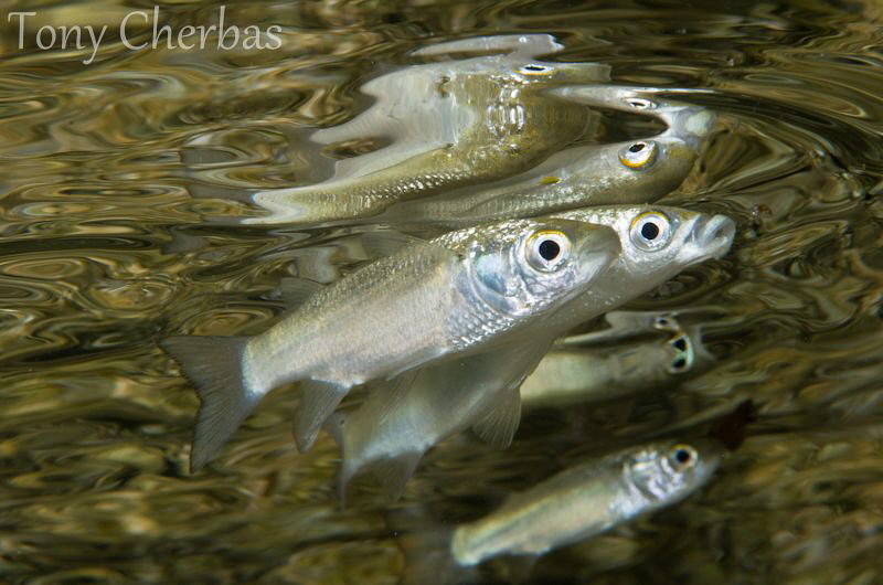 Silver and Gold in Synch (no crop) by Tony Cherbas 