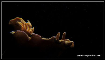 S95 - stacked close-up lenses + handheld torch...no photo... by Tim Ho 