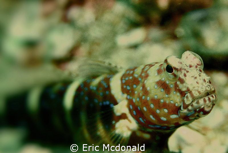 UAE Goby by Eric Mcdonald 
