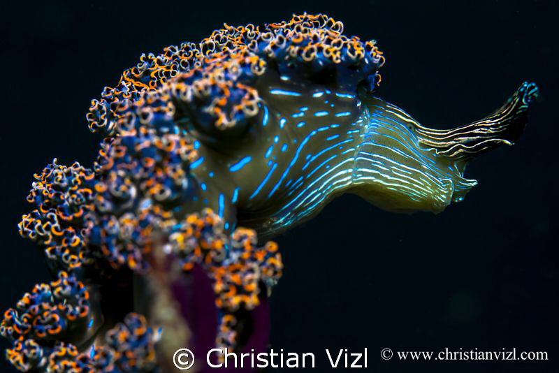 Beautiful nudibranch found in Ixtapa, Zihuatanejo, Mexico. by Christian Vizl 