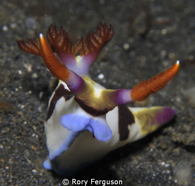 Chamberlain's Nembrotha by Rory Ferguson 