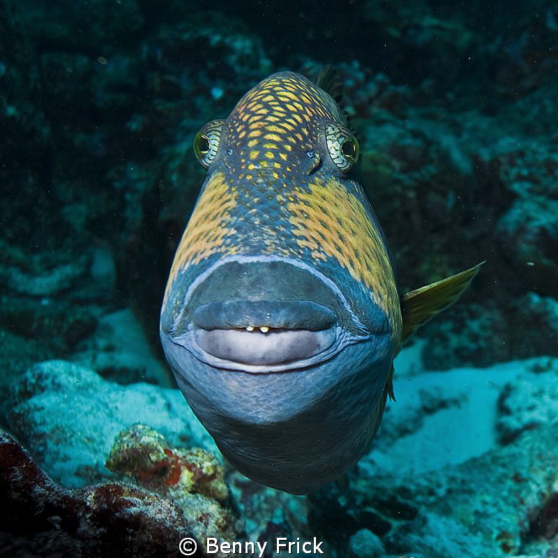 I love this fellow. Just look at his teeth, and the botox... by Benny Frick 